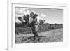 ¡Viva Mexico! B&W Collection - Cactus in the Mexican Desert IV-Philippe Hugonnard-Framed Photographic Print