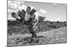 ¡Viva Mexico! B&W Collection - Cactus in the Mexican Desert IV-Philippe Hugonnard-Mounted Photographic Print