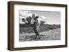 ¡Viva Mexico! B&W Collection - Cactus in the Mexican Desert IV-Philippe Hugonnard-Framed Premium Photographic Print