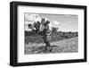 ¡Viva Mexico! B&W Collection - Cactus in the Mexican Desert IV-Philippe Hugonnard-Framed Premium Photographic Print