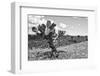 ¡Viva Mexico! B&W Collection - Cactus in the Mexican Desert IV-Philippe Hugonnard-Framed Premium Photographic Print