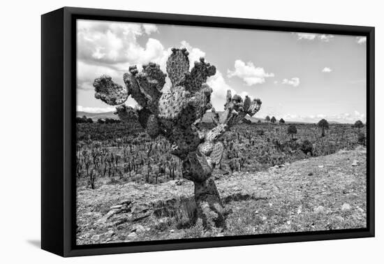 ¡Viva Mexico! B&W Collection - Cactus in the Mexican Desert IV-Philippe Hugonnard-Framed Stretched Canvas