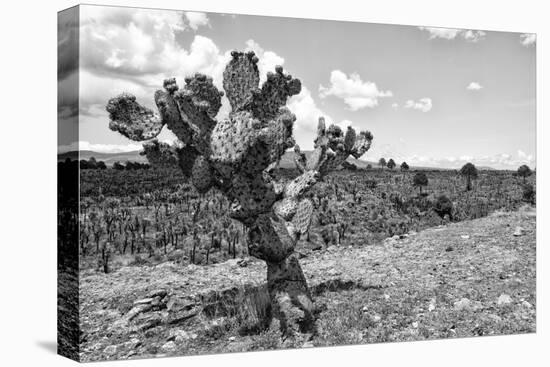 ¡Viva Mexico! B&W Collection - Cactus in the Mexican Desert IV-Philippe Hugonnard-Stretched Canvas
