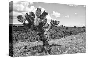 ¡Viva Mexico! B&W Collection - Cactus in the Mexican Desert IV-Philippe Hugonnard-Stretched Canvas