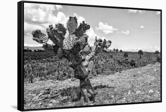 ¡Viva Mexico! B&W Collection - Cactus in the Mexican Desert IV-Philippe Hugonnard-Framed Stretched Canvas