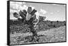 ¡Viva Mexico! B&W Collection - Cactus in the Mexican Desert IV-Philippe Hugonnard-Framed Stretched Canvas