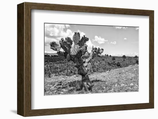 ¡Viva Mexico! B&W Collection - Cactus in the Mexican Desert IV-Philippe Hugonnard-Framed Photographic Print