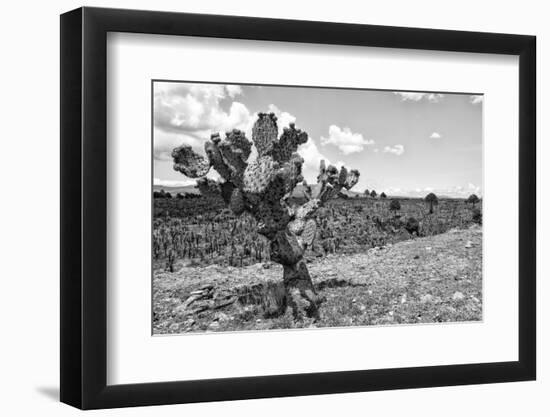 ¡Viva Mexico! B&W Collection - Cactus in the Mexican Desert IV-Philippe Hugonnard-Framed Photographic Print