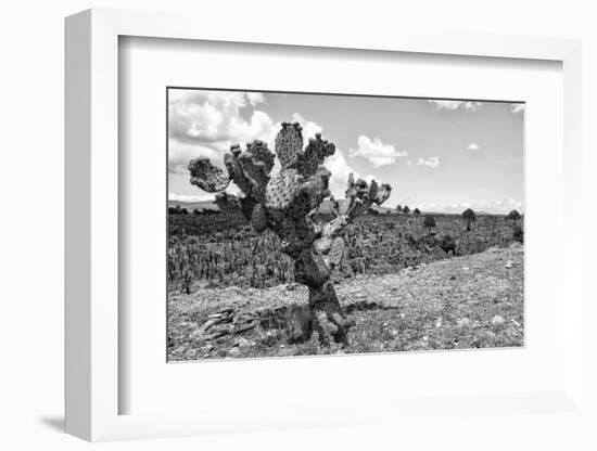 ¡Viva Mexico! B&W Collection - Cactus in the Mexican Desert IV-Philippe Hugonnard-Framed Photographic Print