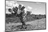 ¡Viva Mexico! B&W Collection - Cactus in the Mexican Desert IV-Philippe Hugonnard-Mounted Photographic Print