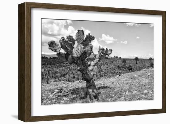 ¡Viva Mexico! B&W Collection - Cactus in the Mexican Desert IV-Philippe Hugonnard-Framed Photographic Print