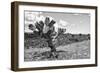 ¡Viva Mexico! B&W Collection - Cactus in the Mexican Desert IV-Philippe Hugonnard-Framed Photographic Print