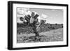 ¡Viva Mexico! B&W Collection - Cactus in the Mexican Desert IV-Philippe Hugonnard-Framed Photographic Print