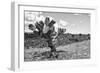 ¡Viva Mexico! B&W Collection - Cactus in the Mexican Desert IV-Philippe Hugonnard-Framed Photographic Print