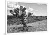 ¡Viva Mexico! B&W Collection - Cactus in the Mexican Desert IV-Philippe Hugonnard-Framed Photographic Print