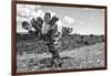 ¡Viva Mexico! B&W Collection - Cactus in the Mexican Desert IV-Philippe Hugonnard-Framed Photographic Print