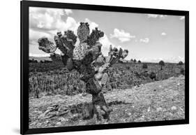 ¡Viva Mexico! B&W Collection - Cactus in the Mexican Desert IV-Philippe Hugonnard-Framed Photographic Print