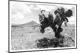 ¡Viva Mexico! B&W Collection - Cactus in the Mexican Desert-Philippe Hugonnard-Mounted Photographic Print