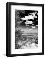 ¡Viva Mexico! B&W Collection - Calakmul Tree II-Philippe Hugonnard-Framed Photographic Print