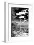 ¡Viva Mexico! B&W Collection - Calakmul Tree II-Philippe Hugonnard-Framed Photographic Print