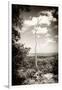 ¡Viva Mexico! B&W Collection - Calakmul Tree-Philippe Hugonnard-Framed Photographic Print