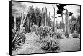 ¡Viva Mexico! B&W Collection - Cardon Cactus II-Philippe Hugonnard-Framed Stretched Canvas