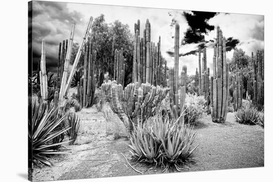 ¡Viva Mexico! B&W Collection - Cardon Cactus II-Philippe Hugonnard-Stretched Canvas