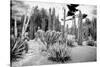 ¡Viva Mexico! B&W Collection - Cardon Cactus II-Philippe Hugonnard-Stretched Canvas