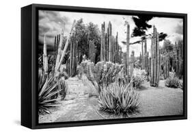 ¡Viva Mexico! B&W Collection - Cardon Cactus II-Philippe Hugonnard-Framed Stretched Canvas