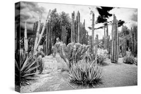 ¡Viva Mexico! B&W Collection - Cardon Cactus II-Philippe Hugonnard-Stretched Canvas