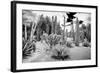 ¡Viva Mexico! B&W Collection - Cardon Cactus II-Philippe Hugonnard-Framed Photographic Print
