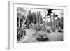 ¡Viva Mexico! B&W Collection - Cardon Cactus II-Philippe Hugonnard-Framed Photographic Print