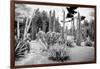 ¡Viva Mexico! B&W Collection - Cardon Cactus II-Philippe Hugonnard-Framed Photographic Print