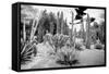 ¡Viva Mexico! B&W Collection - Cardon Cactus II-Philippe Hugonnard-Framed Stretched Canvas