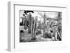 ¡Viva Mexico! B&W Collection - Cardon Cactus III-Philippe Hugonnard-Framed Photographic Print