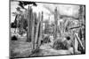 ¡Viva Mexico! B&W Collection - Cardon Cactus III-Philippe Hugonnard-Mounted Photographic Print