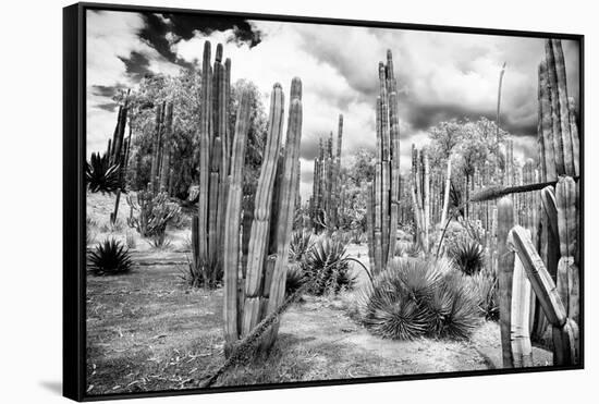 ¡Viva Mexico! B&W Collection - Cardon Cactus III-Philippe Hugonnard-Framed Stretched Canvas