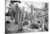 ¡Viva Mexico! B&W Collection - Cardon Cactus III-Philippe Hugonnard-Stretched Canvas