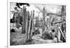 ¡Viva Mexico! B&W Collection - Cardon Cactus III-Philippe Hugonnard-Framed Photographic Print