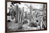 ¡Viva Mexico! B&W Collection - Cardon Cactus III-Philippe Hugonnard-Framed Photographic Print