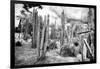 ¡Viva Mexico! B&W Collection - Cardon Cactus III-Philippe Hugonnard-Framed Photographic Print