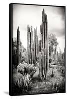 ?Viva Mexico! B&W Collection - Cardon Cactus IV-Philippe Hugonnard-Framed Stretched Canvas