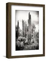 ?Viva Mexico! B&W Collection - Cardon Cactus IV-Philippe Hugonnard-Framed Photographic Print