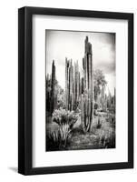 ?Viva Mexico! B&W Collection - Cardon Cactus IV-Philippe Hugonnard-Framed Photographic Print