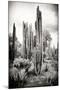 ?Viva Mexico! B&W Collection - Cardon Cactus IV-Philippe Hugonnard-Mounted Photographic Print