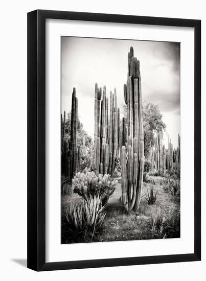 ?Viva Mexico! B&W Collection - Cardon Cactus IV-Philippe Hugonnard-Framed Premium Photographic Print