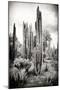 ?Viva Mexico! B&W Collection - Cardon Cactus IV-Philippe Hugonnard-Mounted Premium Photographic Print