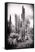 ?Viva Mexico! B&W Collection - Cardon Cactus IV-Philippe Hugonnard-Framed Stretched Canvas