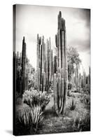 ?Viva Mexico! B&W Collection - Cardon Cactus IV-Philippe Hugonnard-Stretched Canvas