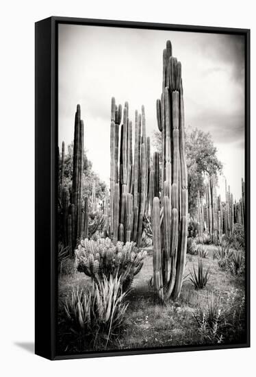 ?Viva Mexico! B&W Collection - Cardon Cactus IV-Philippe Hugonnard-Framed Stretched Canvas